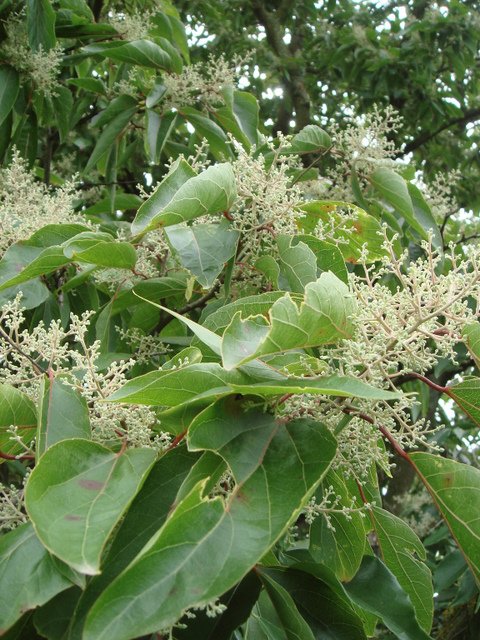 Poliothyrsis sinensis fleur